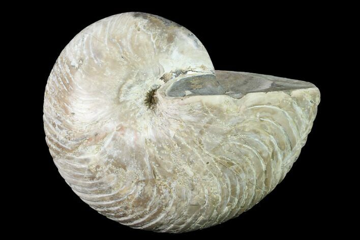 Fossil Nautilus (Cymatoceras) - Madagascar #140435